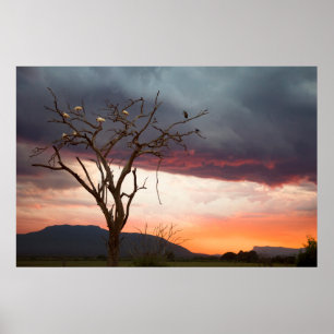 Póster Puesta de sol en el pantano de Kandheri con espátu