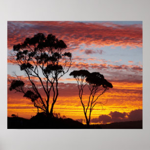Póster Puesta de sol y árbol de goma, Binalong Bay, Bahía