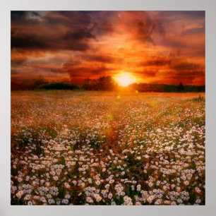 Póster Puesta del sol