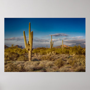 Póster Puesta del sol del cactus en Arizona