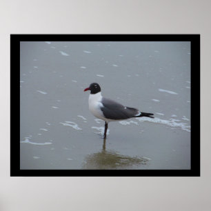 PÓSTER PUESTO DE GULL DE REÍO