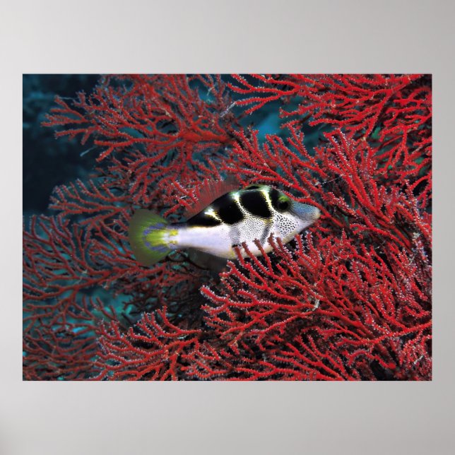 Póster Puffer de la nariz de tiburón en el Coral (Frente)