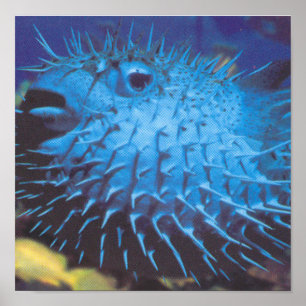 Póster Pufferfish