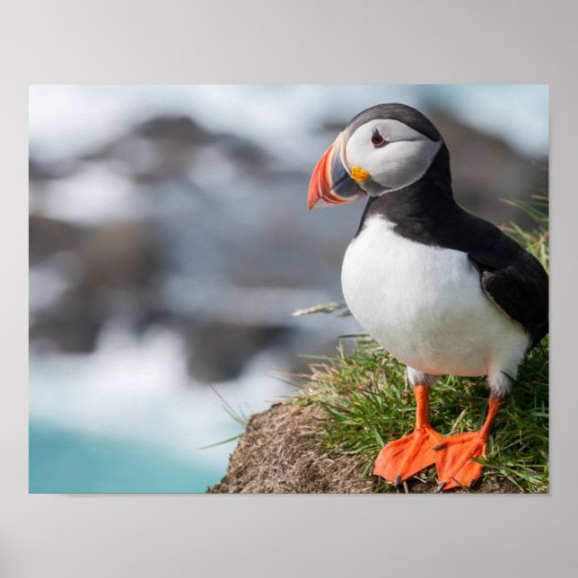Póster Puffin (Frente)