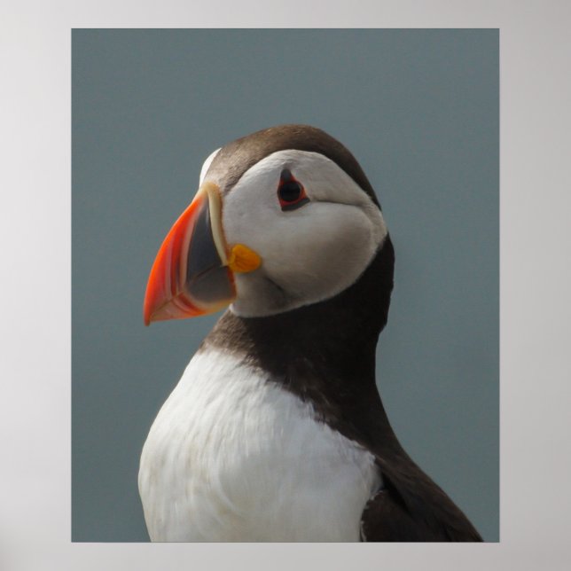 Póster Puffin (Frente)