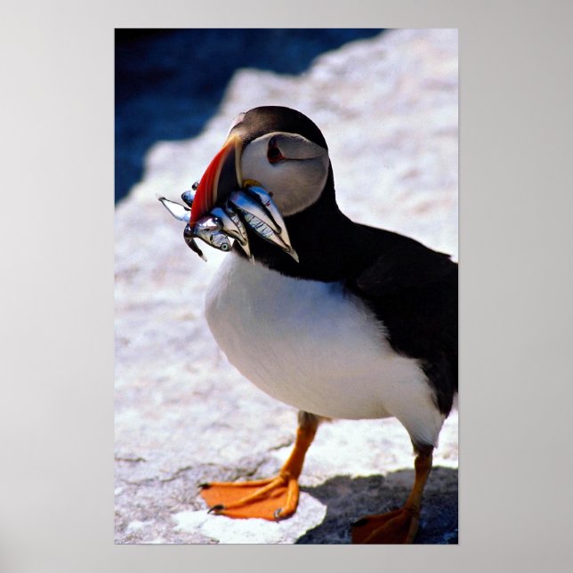 Póster Puffin (Frente)