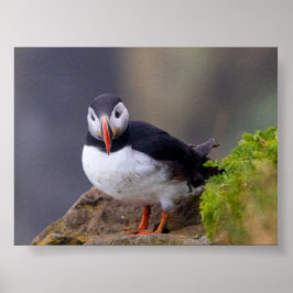 Póster Puffin bird in Iceland