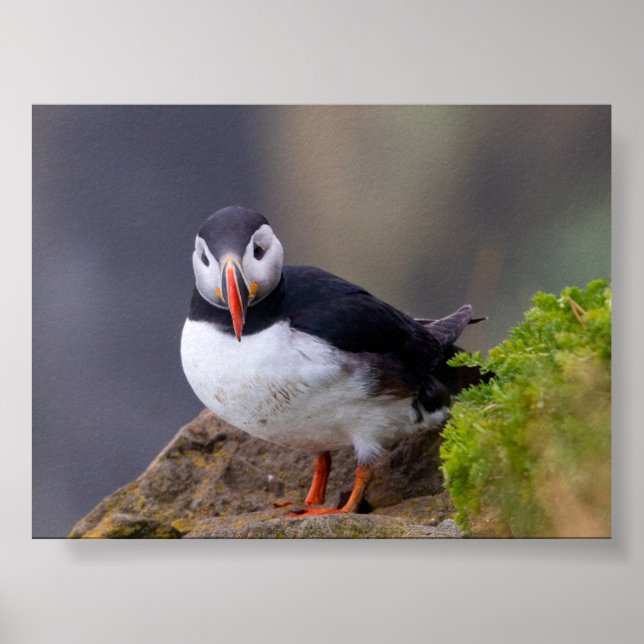 Póster Puffin bird in Iceland (Frente)