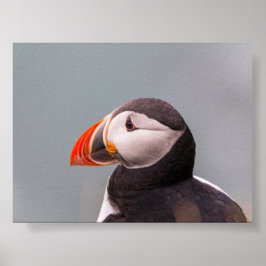 Póster Puffin bird in Iceland