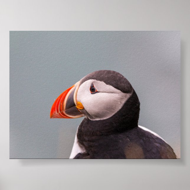 Póster Puffin bird in Iceland (Frente)