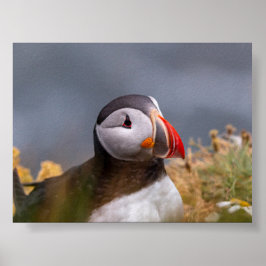 Póster Puffin bird in Iceland