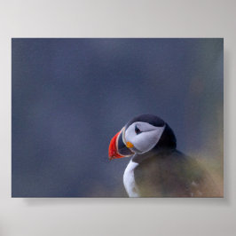 Póster Puffin bird in Iceland