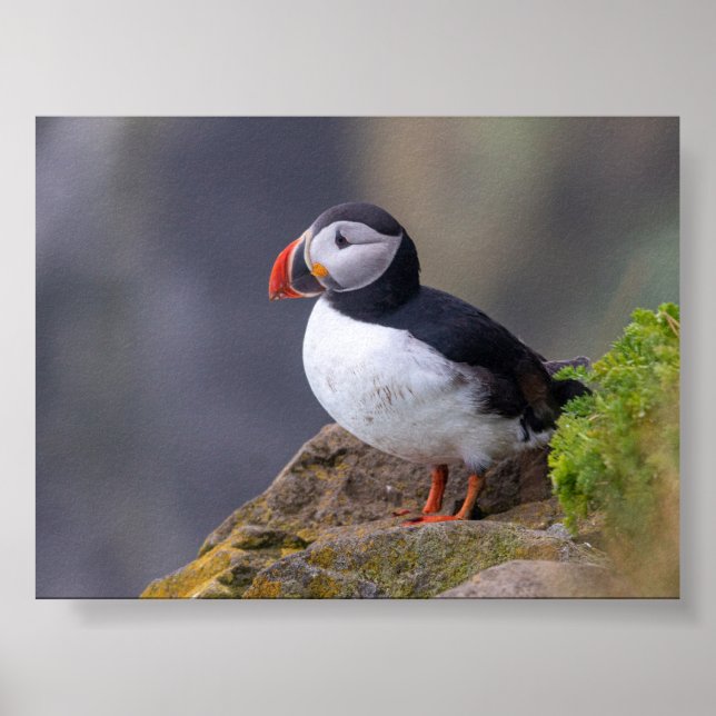 Póster Puffin bird in Iceland (Frente)