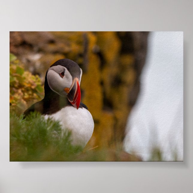 Póster Puffin bird in Iceland (Frente)