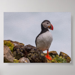 Póster Puffin bird in Iceland