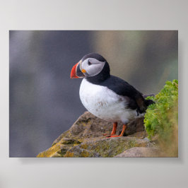 Póster Puffin bird in Iceland