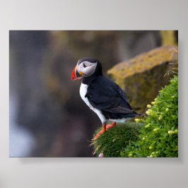 Póster Puffin bird in Iceland