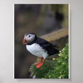 Póster Puffin bird in Iceland