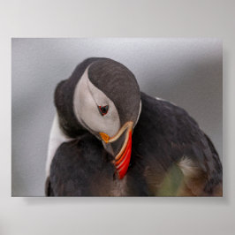 Póster Puffin bird in Iceland