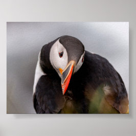 Póster Puffin bird in Iceland