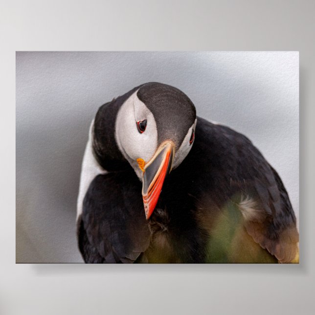 Póster Puffin bird in Iceland (Frente)