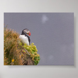 Póster Puffin bird in Iceland