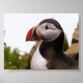 Póster Puffin bird in Iceland