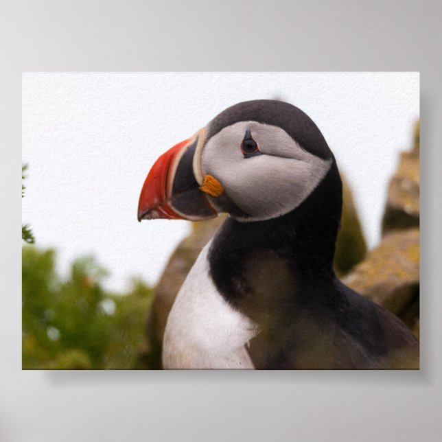 Póster Puffin bird in Iceland (Frente)