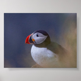 Póster Puffin bird in Iceland