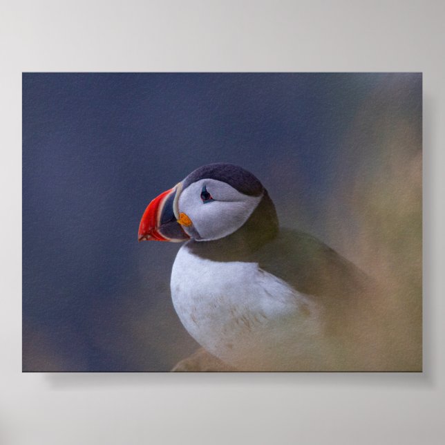 Póster Puffin bird in Iceland (Frente)