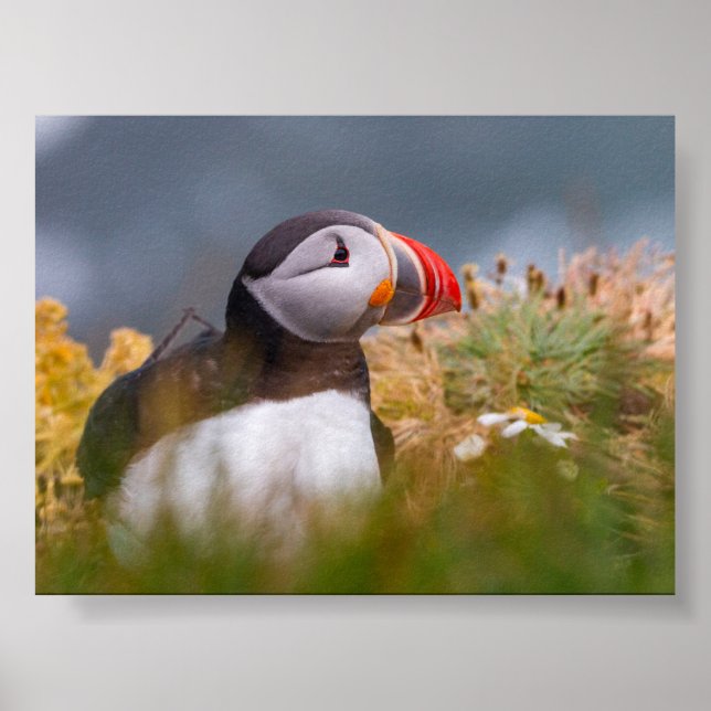 Póster Puffin bird in Iceland (Frente)