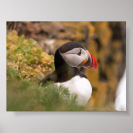 Póster Puffin bird in Iceland