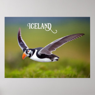 Póster Puffin de Islandia