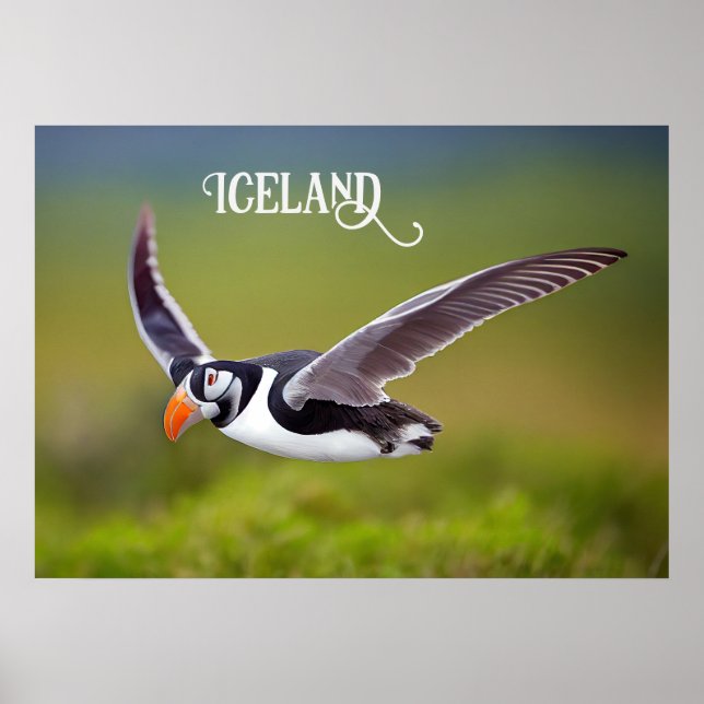Póster Puffin de Islandia (Frente)