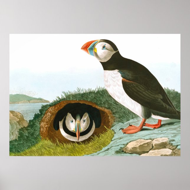 Póster Puffin de John James Audubon (Frente)