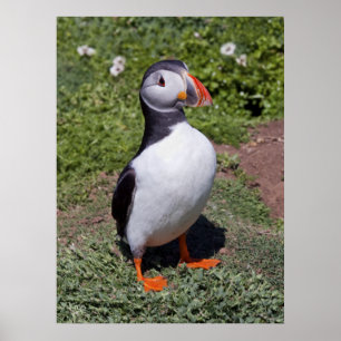 Póster Puffin Print