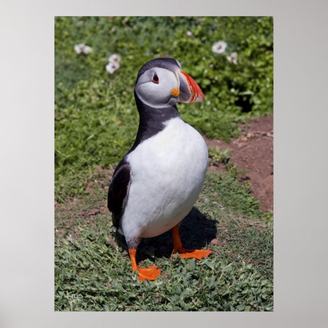Póster Puffin Print (Frente)