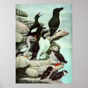 Póster Puffines y aves acuáticas vintage de Louis Fuertes