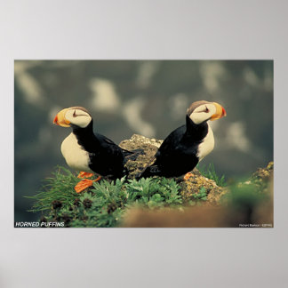 Póster Puffins en el cuerno