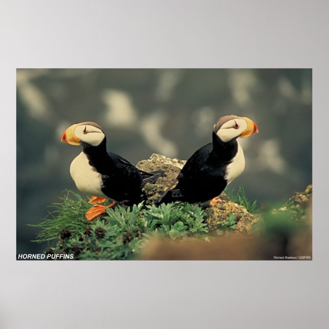 Póster Puffins en el cuerno (Frente)