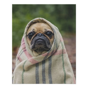 Póster Pug