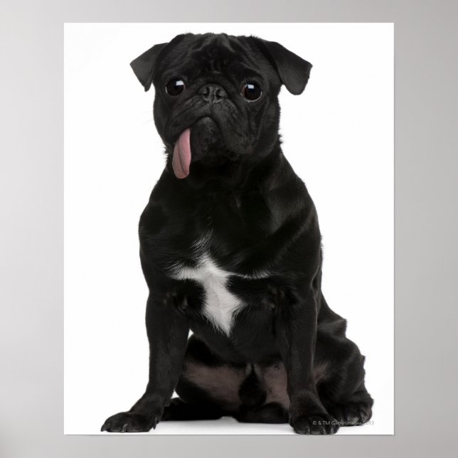 Póster Pug (1 año de edad) sentado con la lengua colgando (Frente)