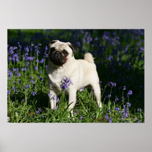 Póster Pug al alba parado en los Bluebells
