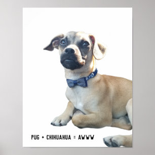 Póster Pug + Chihuahua = Awww Cute Dog Rama Bowtie