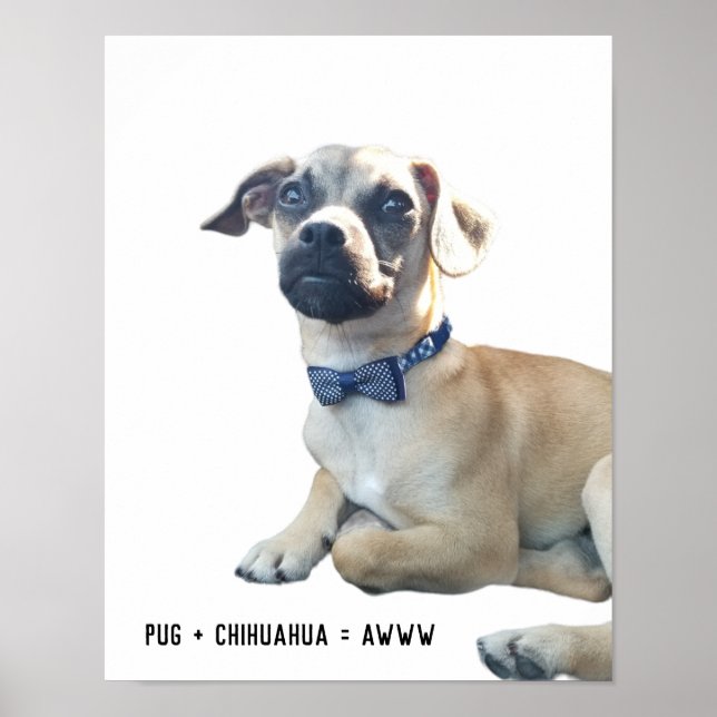Póster Pug + Chihuahua = Awww Cute Dog Rama Bowtie (Frente)