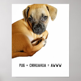 Póster Pug + Chihuahua = Awww Cutest Puppy Mix