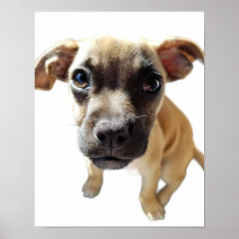 Póster Pug + Chihuahua = Perro de cachorro más lindo de l