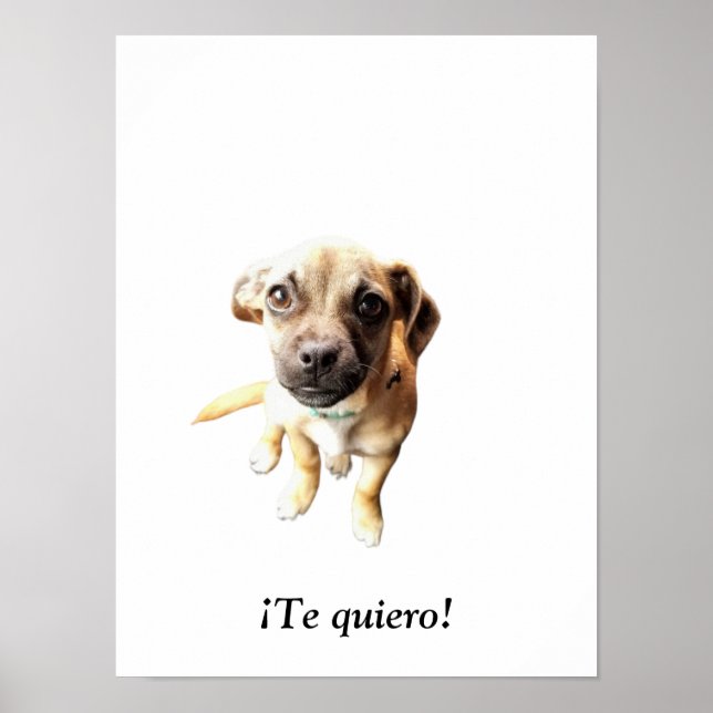 Póster Pug Chihuahua ¡Te quiero! Perro de cachorro (Frente)