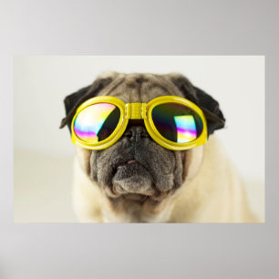 Póster Pug con gafas