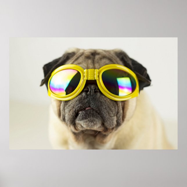 Póster Pug con gafas (Frente)